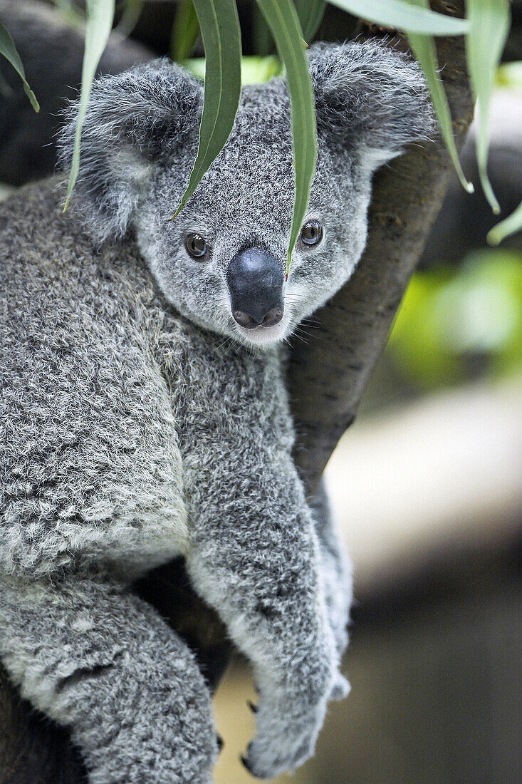 Koala (Phascolarctos cinereus) seating in eucalyptus tree, captive. Germany