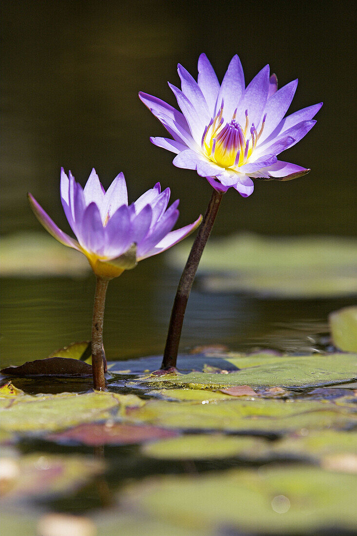 Water Lily (Nymphaea spec.) Germany