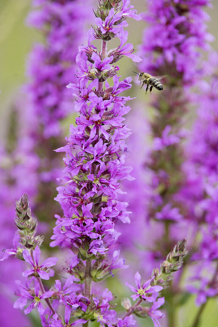 Purple Loosestrife (Lythrum salicaria) Germany