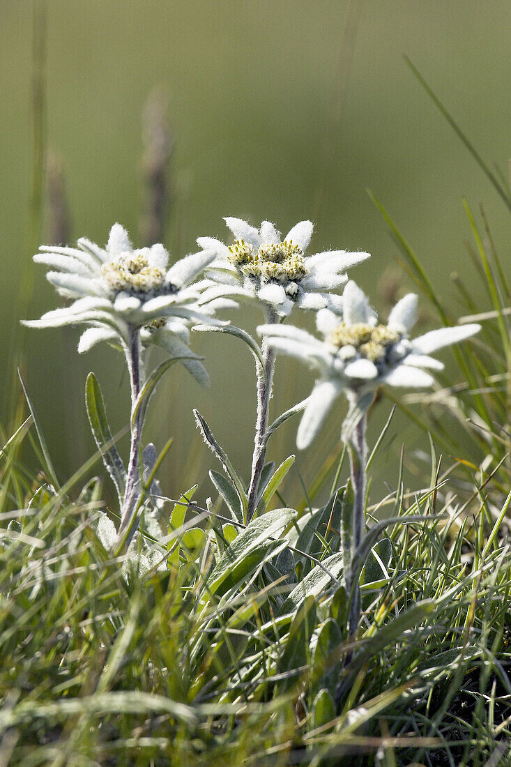Edelweiss (Leontopodium alpinum). Hohe Tauern Nationalpark. Austria