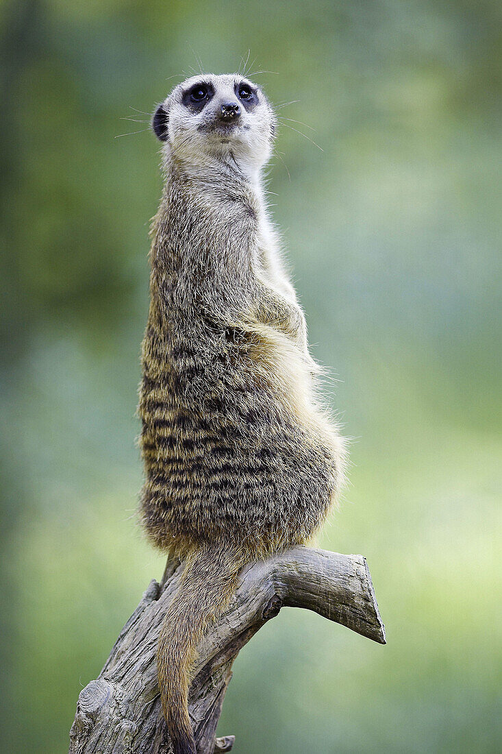 Meerkat on guard, (Suricata suricatta). Captive, Germany.