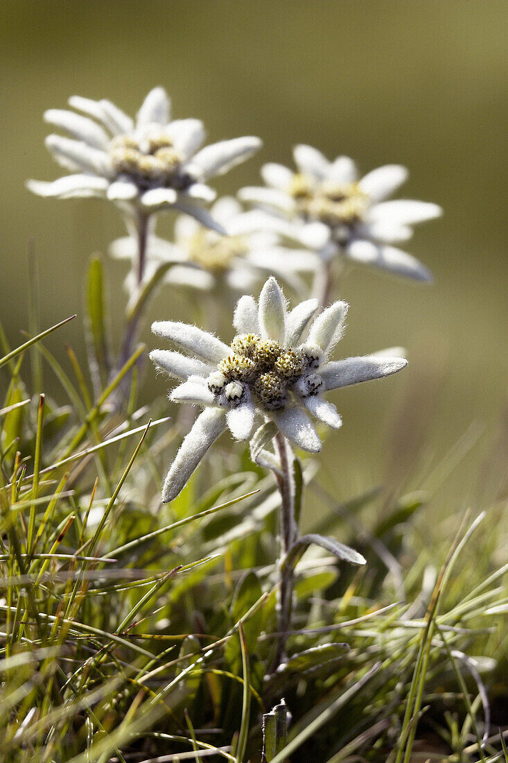 Edelweiss (Leontopodium alpinum). Hohe Tauern Nationalpark. Austria