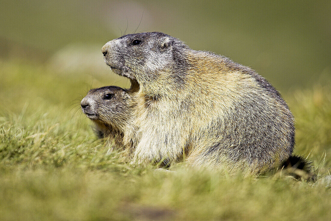 Marmot adult with cub (Marmota marmota) Nationalpark Hohe Tauern, Austria