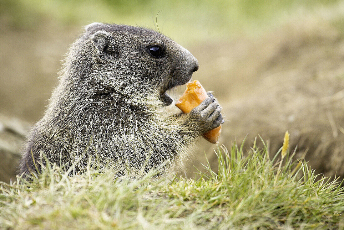Marmot cub eating vegetables (Marmota marmota) Nationalpark Hohe Tauern, Austria