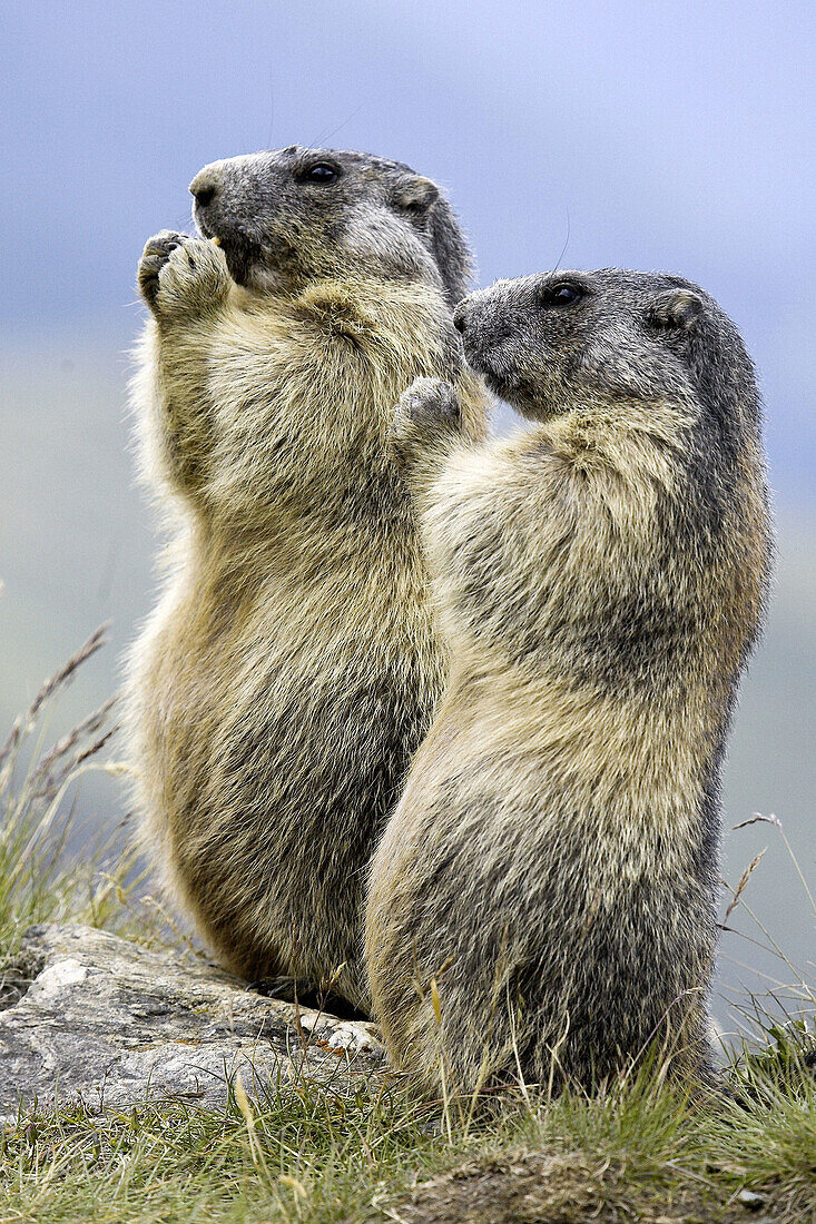 Marmots eating vegetables (Marmota marmota) Nationalpark Hohe Tauern, Austria