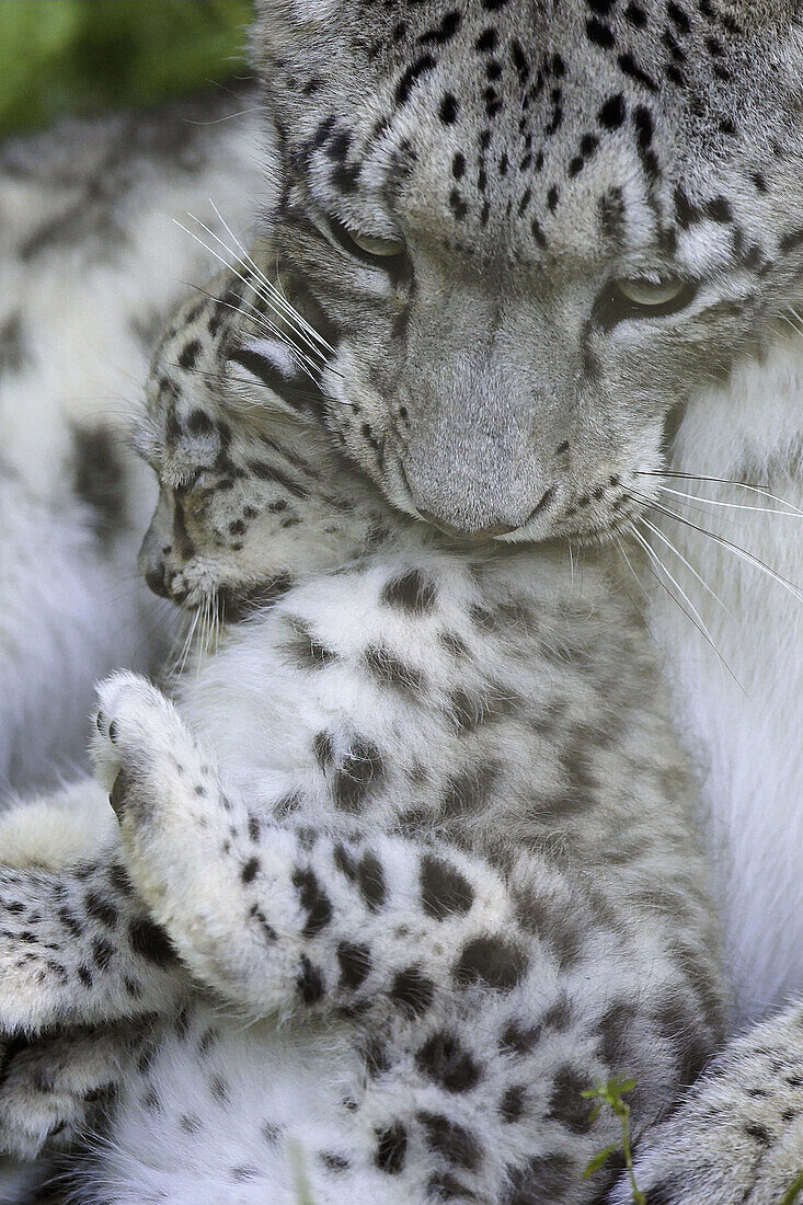Snow Leopard (Uncia uncia). Captive, 1Month old cub with adult mother. Germany.