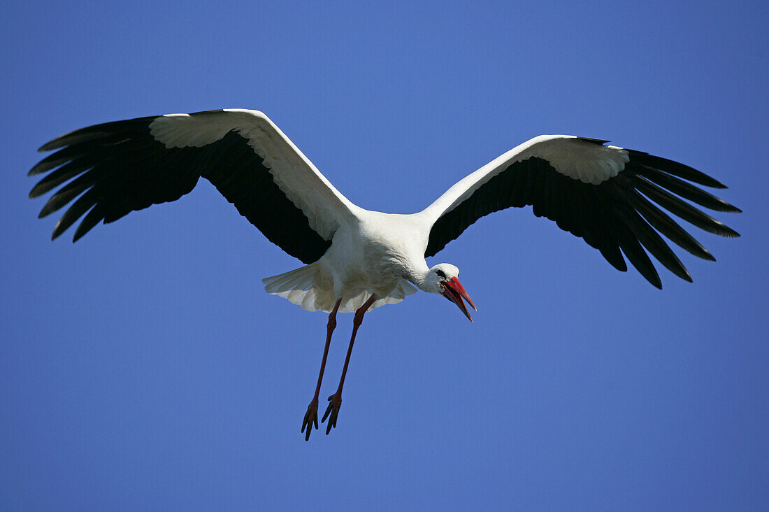 Ciconia ciconia, White Stork, Germany