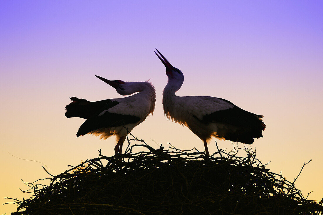 Ciconia ciconia, White Stork, Germany