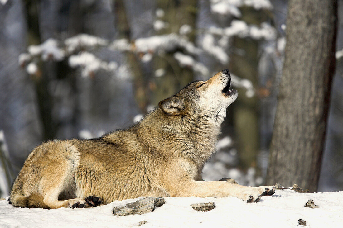 Wolf, Canis lupus, Wolves, Germany, winter snow