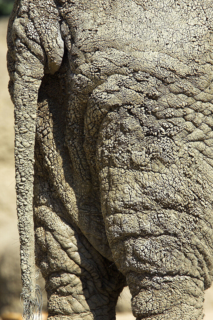 African Elephant (Loxodonta africana), captive