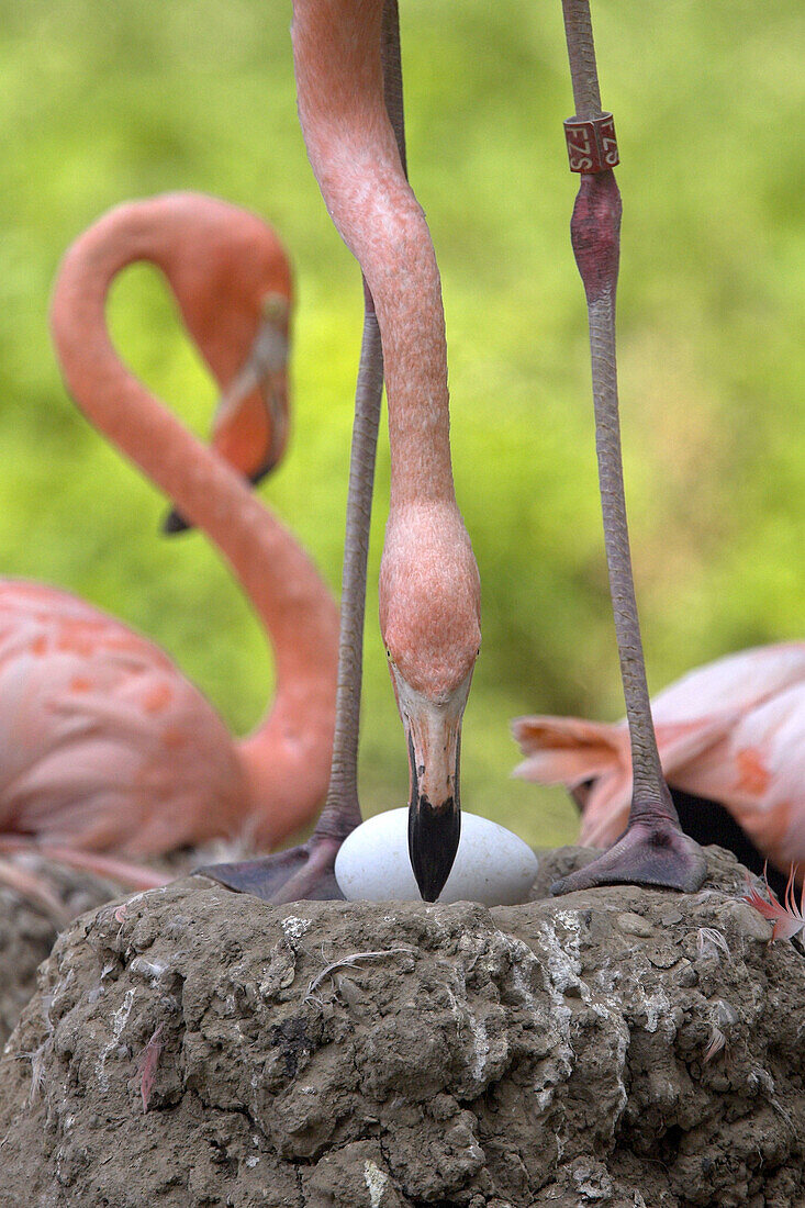 Greater Flamingo (Phoenicopterus ruber), captive