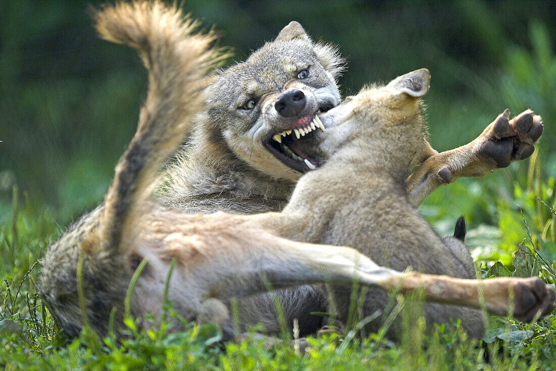 Wolf (Canis lupus), captive, cub. Germany
