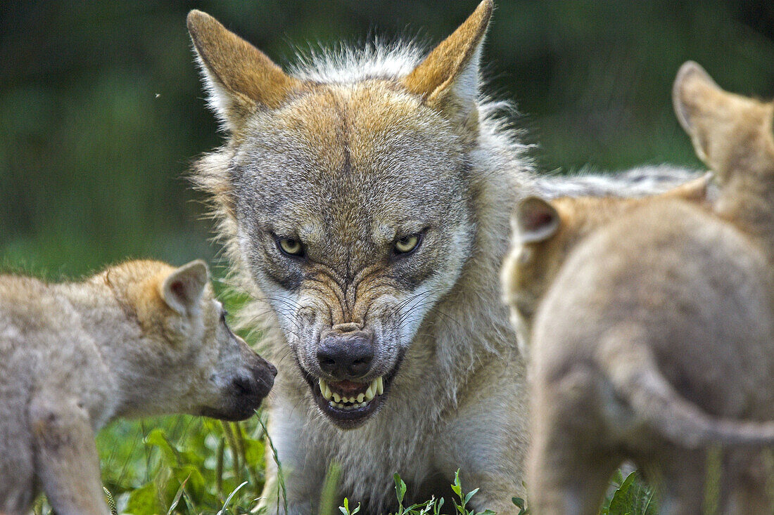 Wolf (Canis lupus), captive, cubs. Germany
