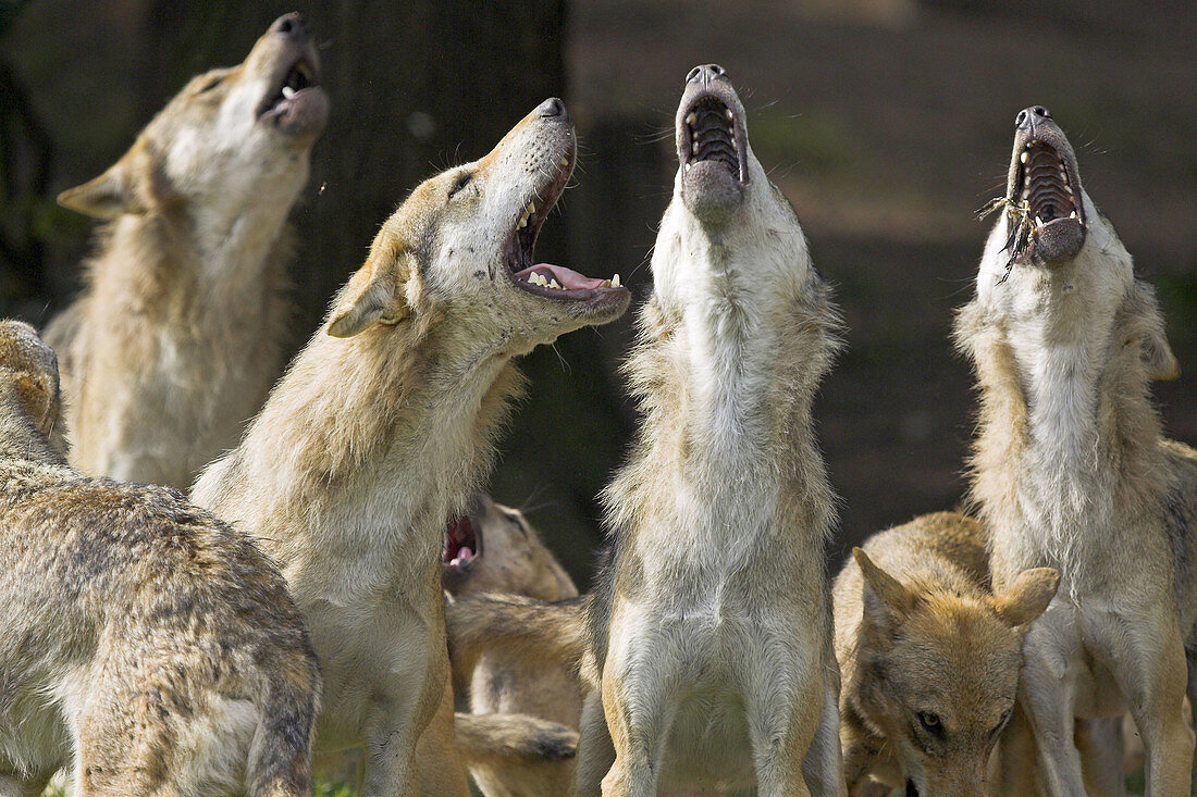 Wolf (Canis lupus), captive. Germany