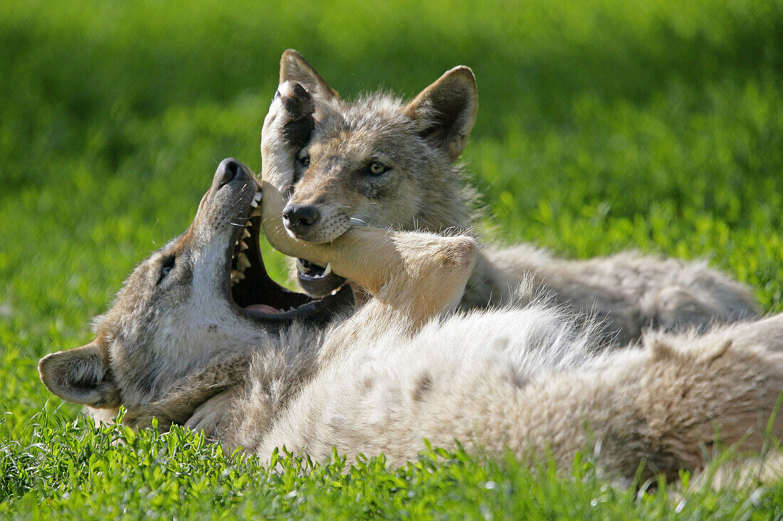 Wolf (Canis lupus), cub. Germany