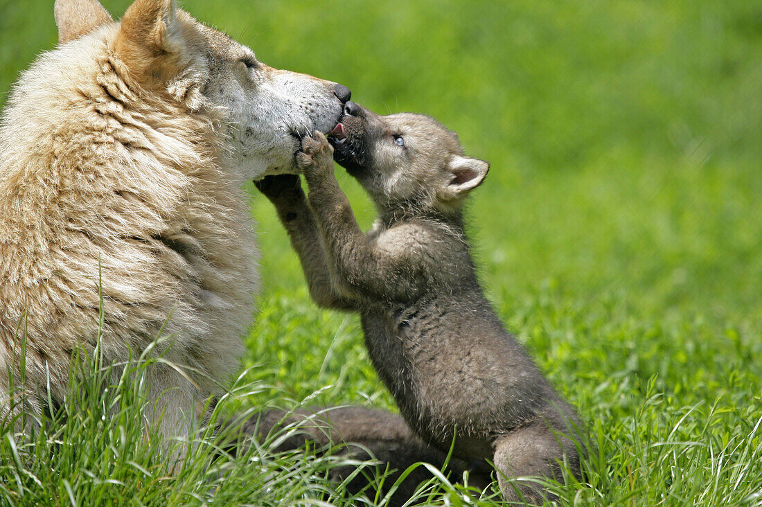 Wolf (Canis lupus), cub. Germany