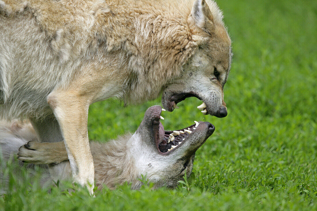 Wolf (Canis lupus), cubs. Germany