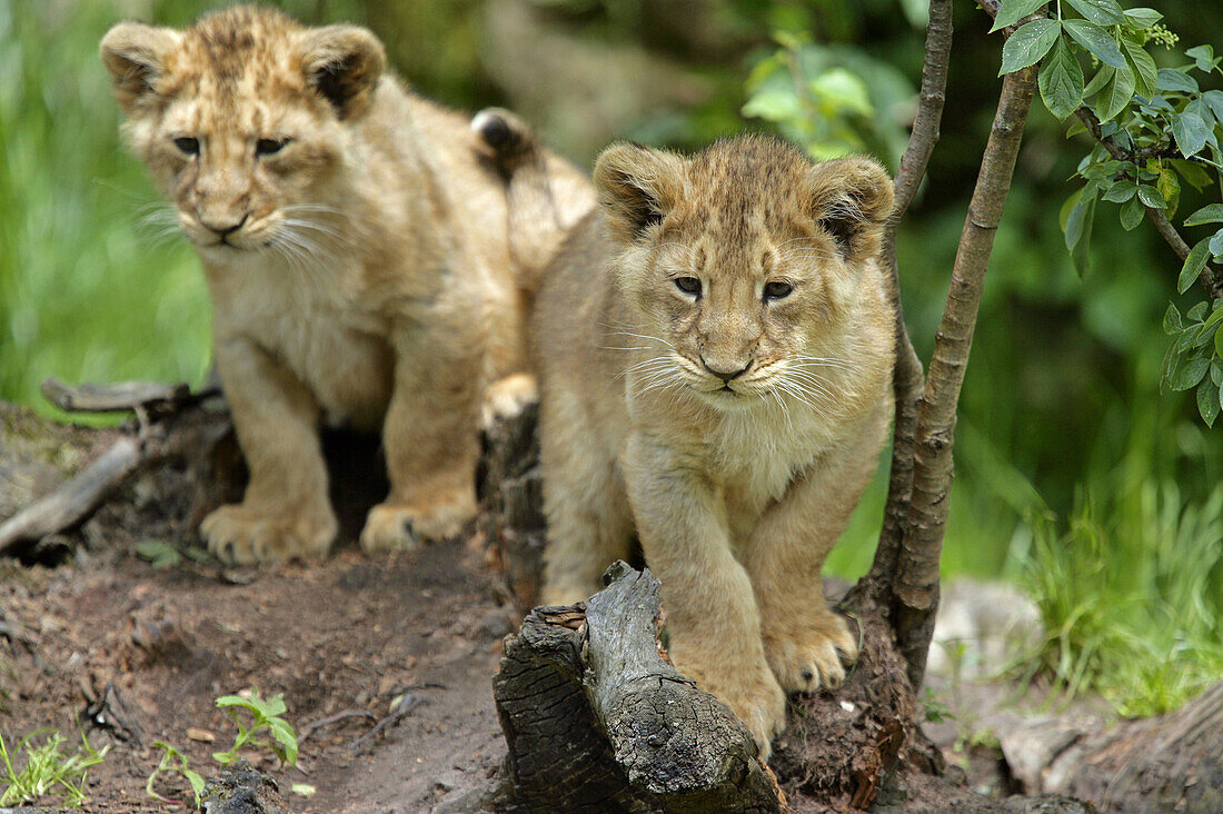 Panthera leo persica, Asiatic Lion, Cubs.