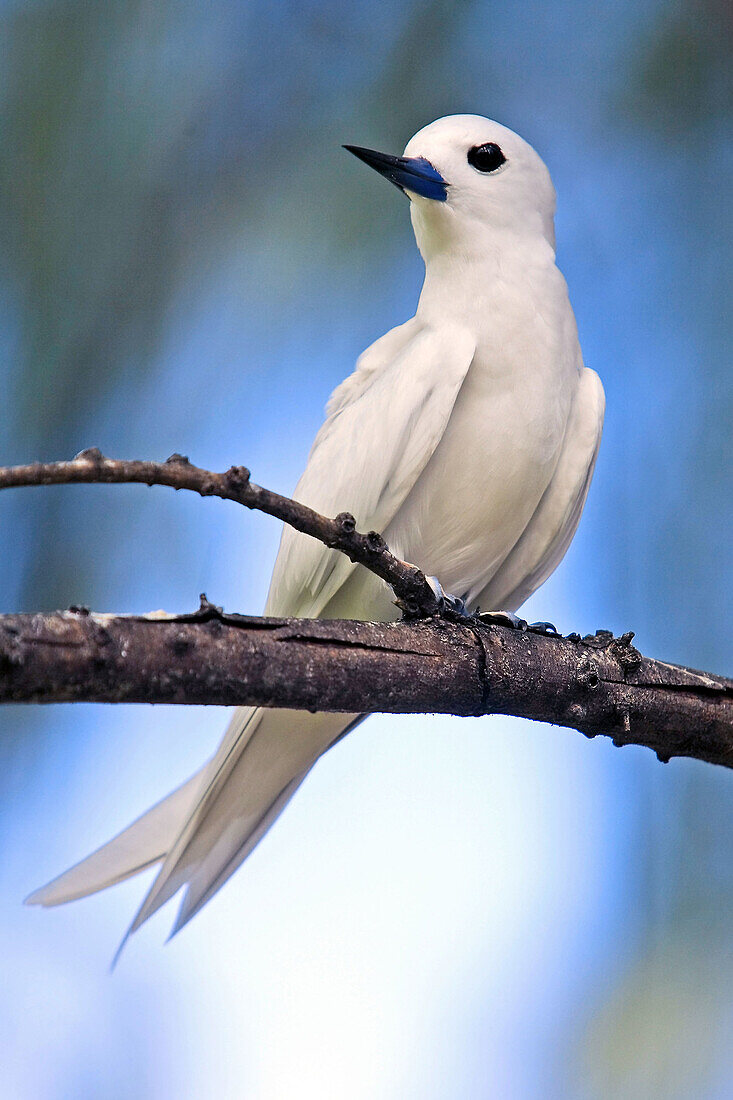 Fairy Tern (Gygis alba monte). Bird Islands. Seychelles