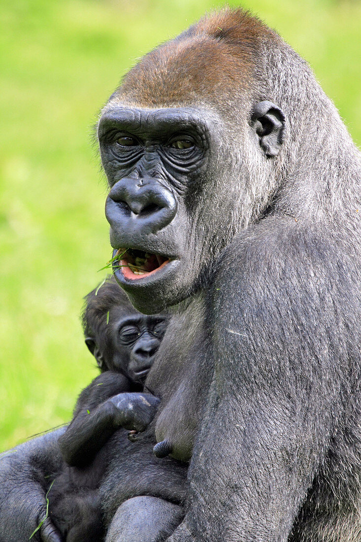 Mountain gorilla (Gorilla gorilla) captive, with baby. Germany