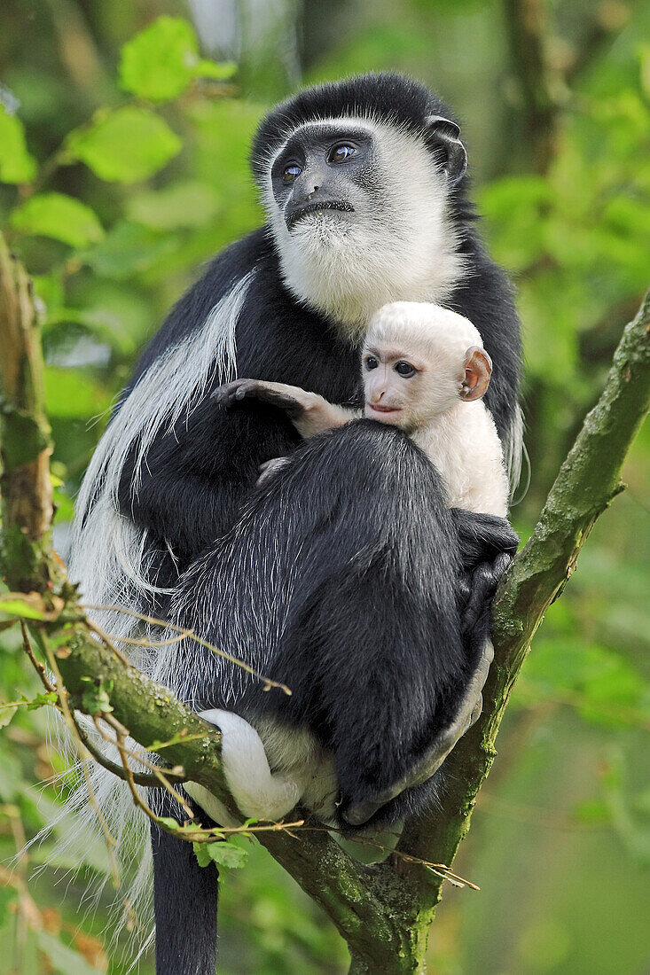 Guereza (Colobus guereza) Captive, with baby. Germany