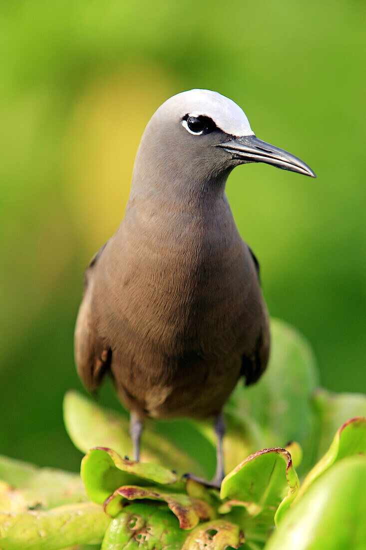 Brown Noddy (Anous stolidus pileatus). Bird Island, Seychelles.