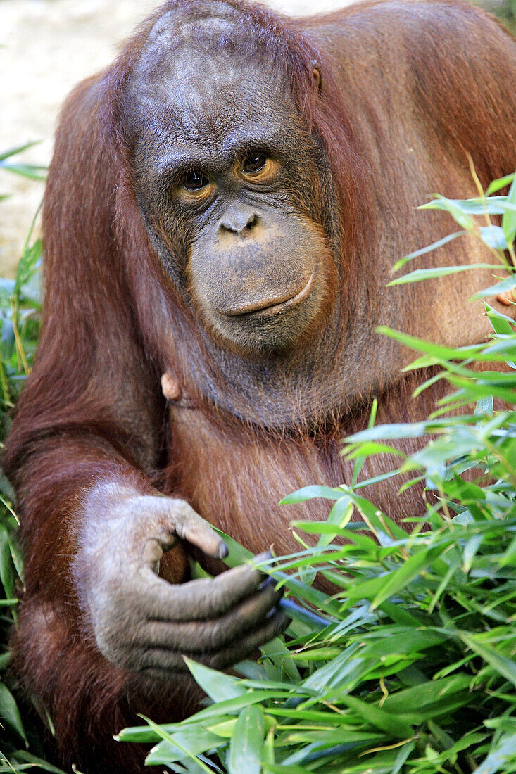 Sumatra Orangutan (Pongo pygmaeus abelii). Captive, Germany.