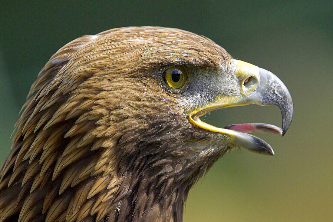 Golden Eagle (Aquila chrysaetos). Captive