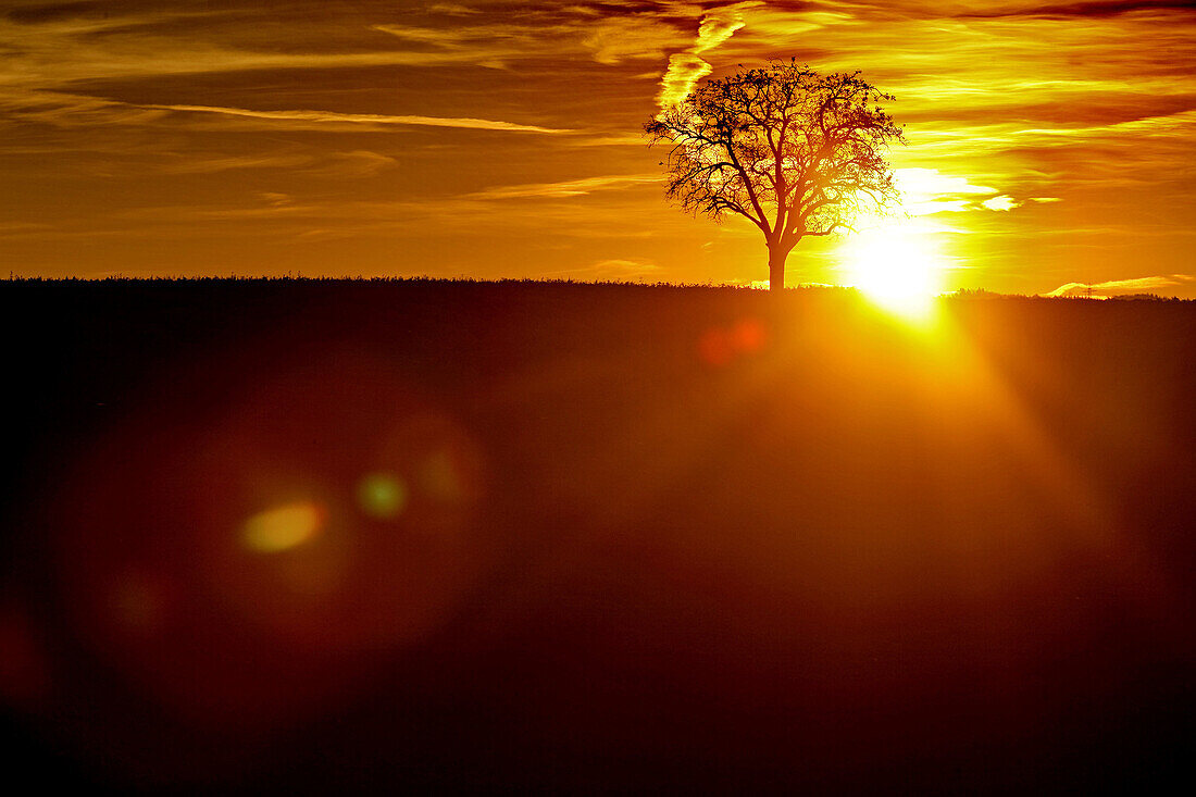 Tree at sunrise, Baden-Württemberg, Germany