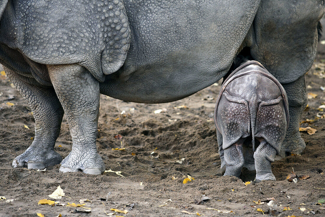 Indian One-horned Rhino (Rhinoceros unicornis), captive, 3 week old cub with mother