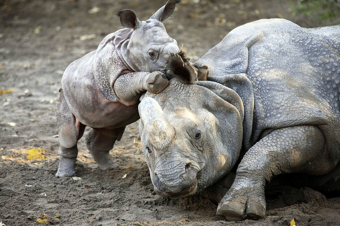 Indian One-horned Rhino (Rhinoceros unicornis), captive, 3 week old cub with mother