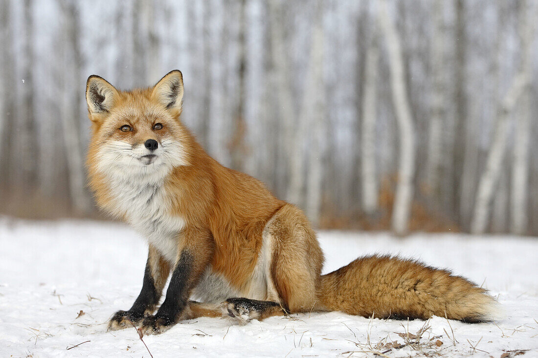 Red Foxes (Vulpes vulpes). Minnesota, USA