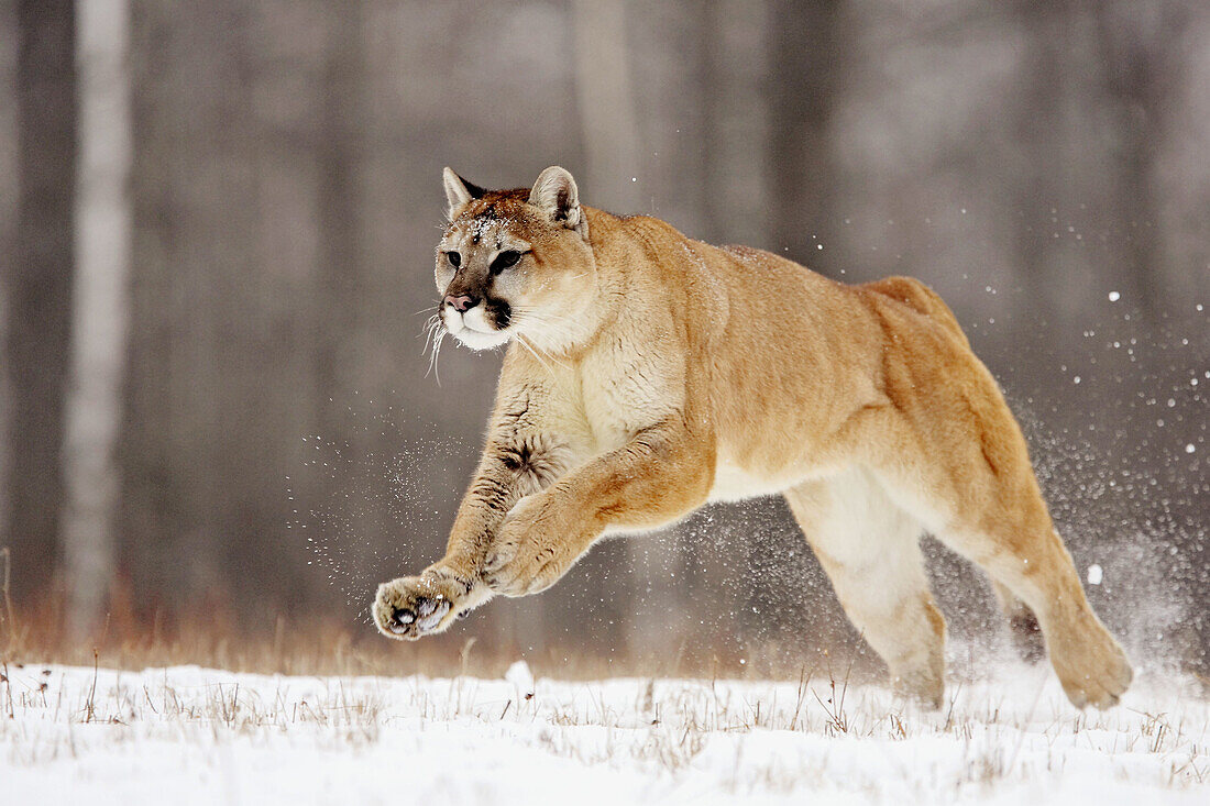 Mountain Lion (Felis concolor). Minnesota, USA