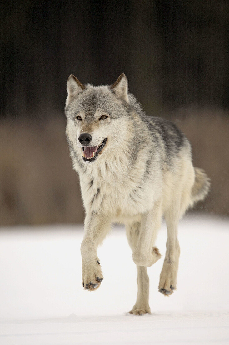 Wolf (Canis lupus). Minnesota. USA