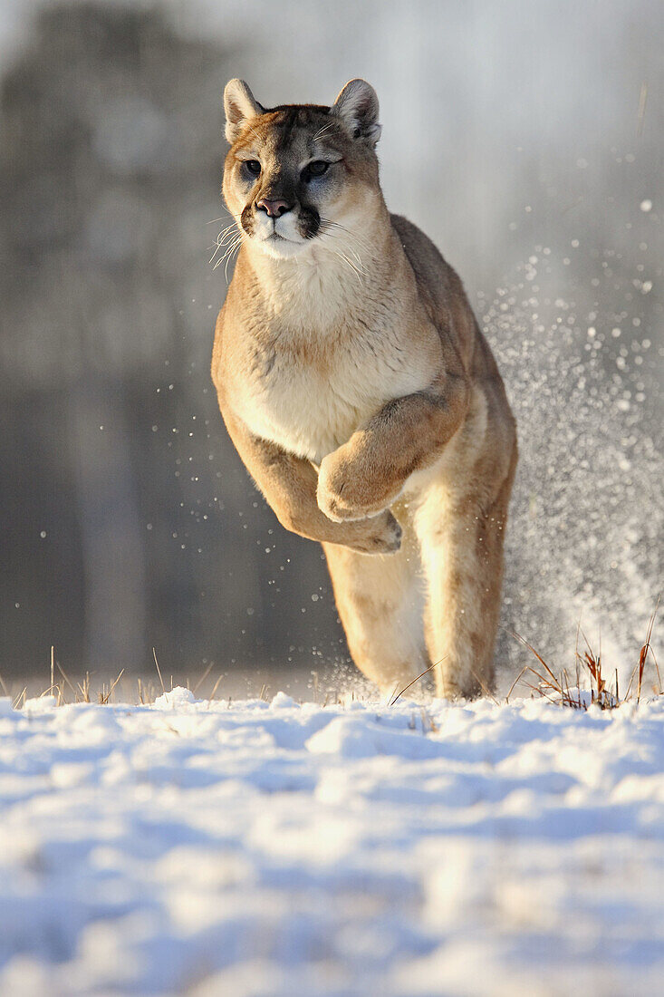 Mountain Lion (Felis concolor). Minnesota, USA