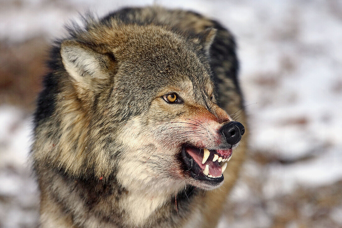 Wolf (Canis lupus). Minnesota. USA