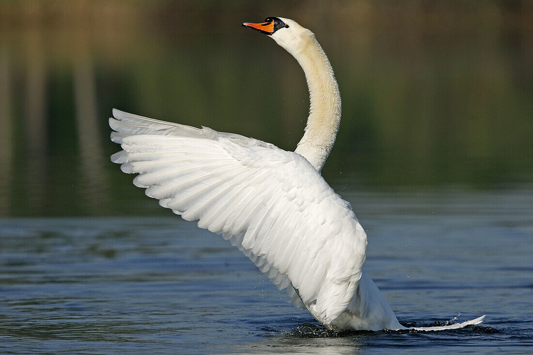 Mute Swan (Cygnus olor). Germany