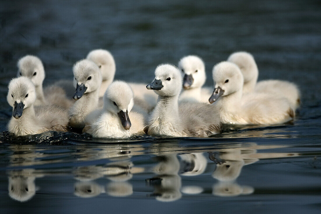 Mute Swan (Cygnus olor), chicks. Germany