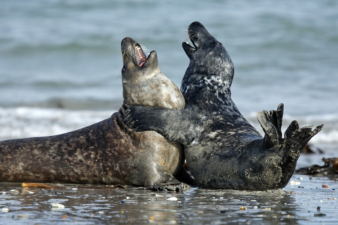 Grey Seal (Halichoerus grypus). Island of Helgoland. Germany. Northsea.