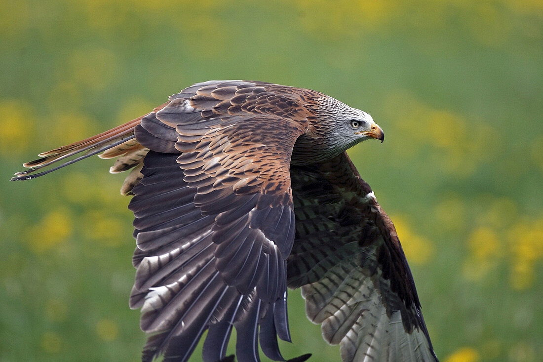 Red kite (Milvus milvus) flying. Captive, Germany.