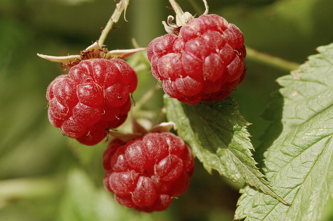 Raspberries.