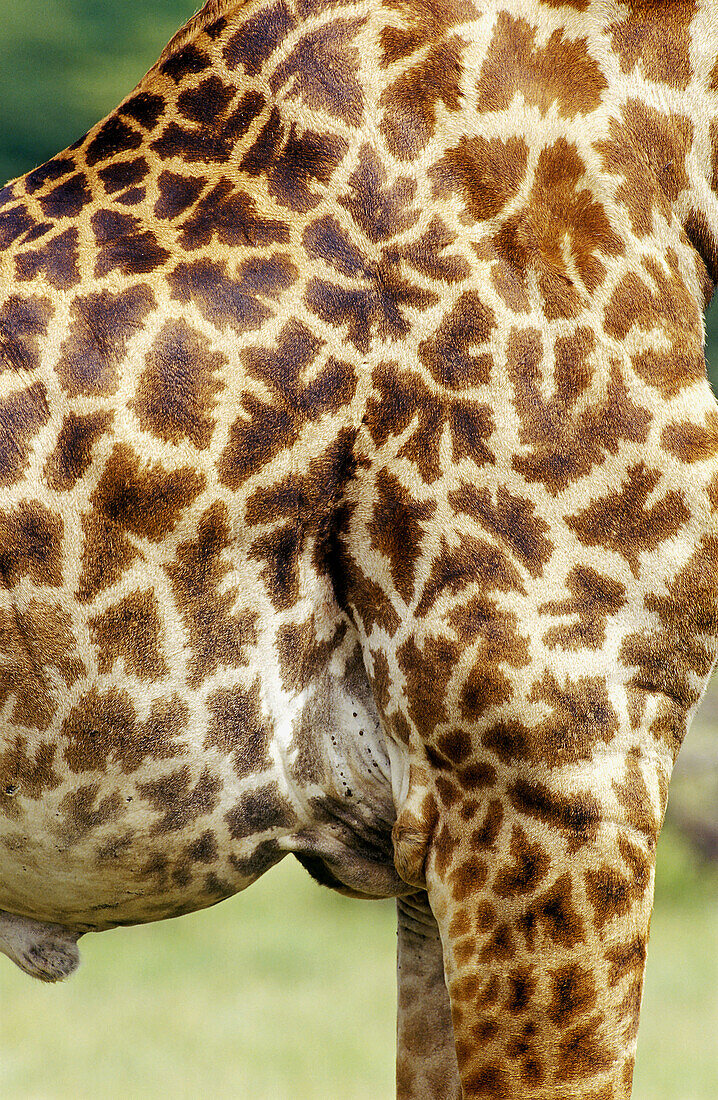 Body of Giraffe (Giraffa camelopardalis), Arusha National Park. Tanzania