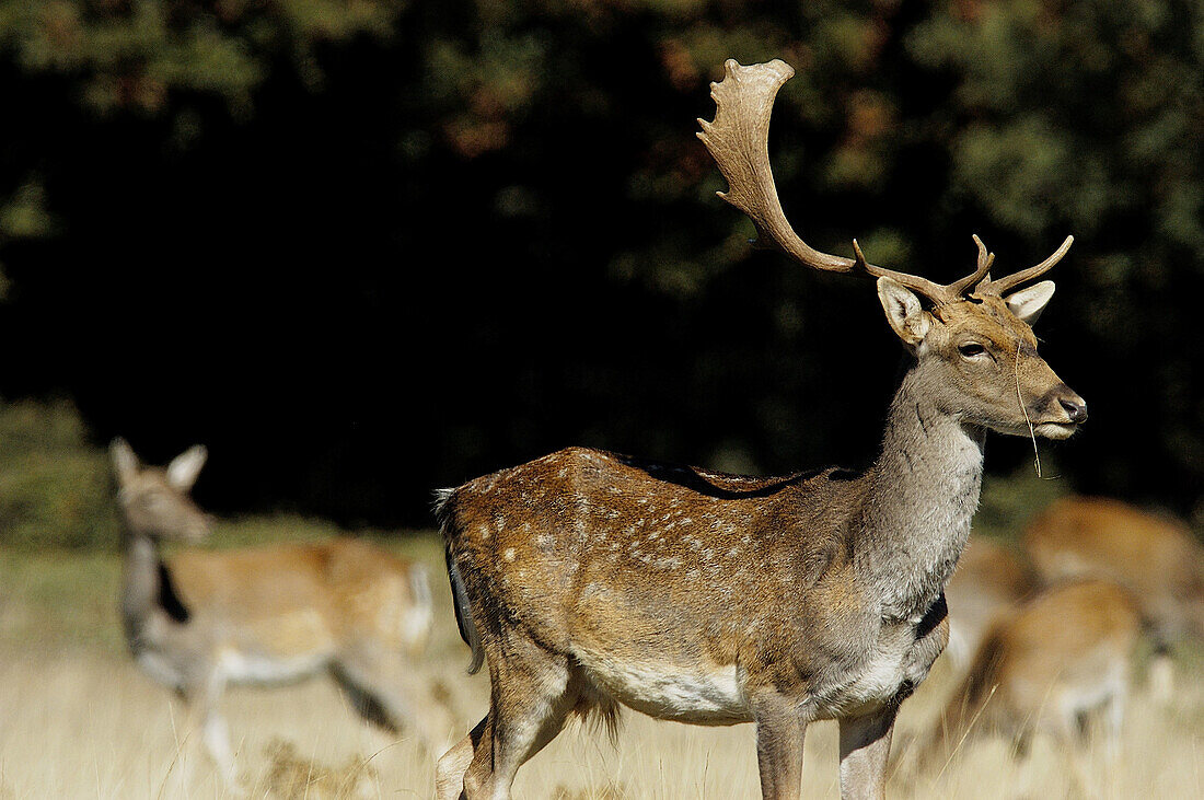 Fallow Deer (Cervus dama) in Sierra de las Nieves Natural Park. Ronda, Málaga province, Andalusia, Spain
