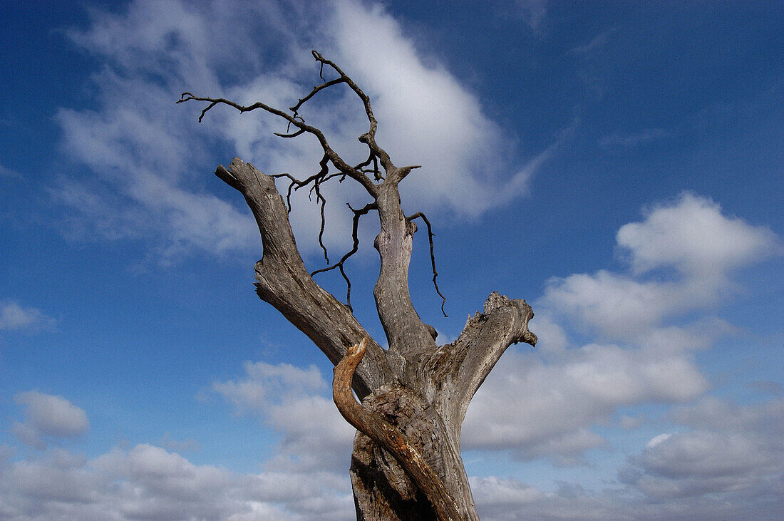 Dried tree. Fuente de Piedra. Malaga province. Andalucia. Spain