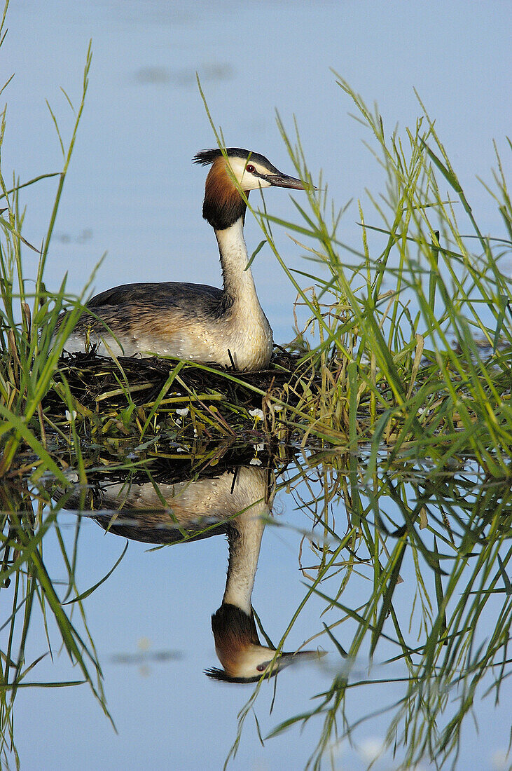 Great Crested Grebe (Podiceps cristatus) on nest. Los Barruecos Natural Park. Cáceres province, Spain