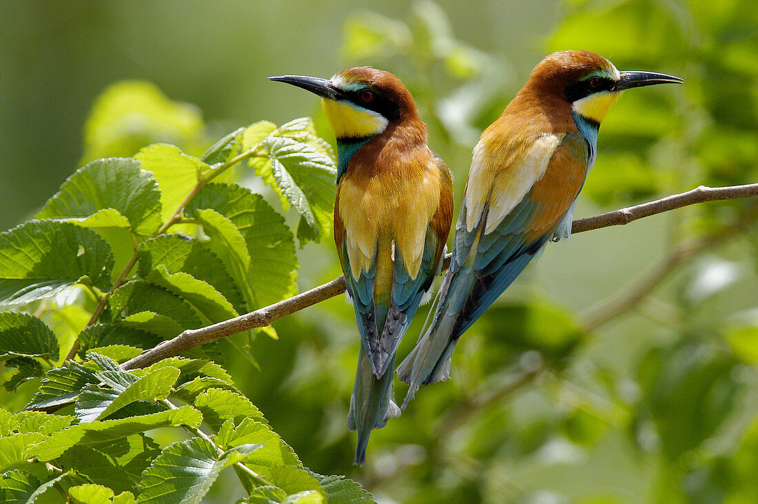 European Bee Eater (Merops apiaster). Málaga, Andalusia, Spain