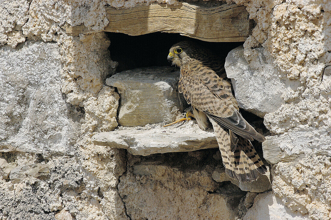 Kestrel (Falco tinnunculus), female in nest with prey. Málaga province, Andalusia, Spain
