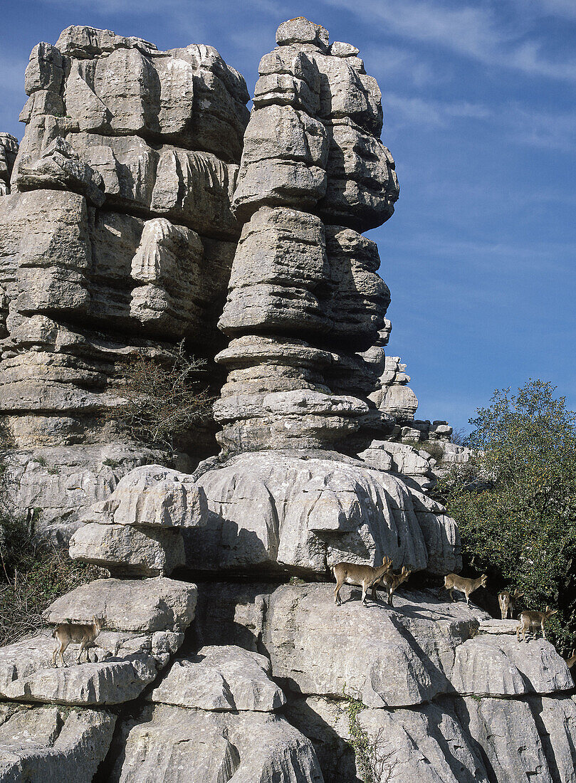 Spanish Ibex (Capra pyrenaica). Torcal de Antequera Natural Park. Málaga province, Andalusia, Spain