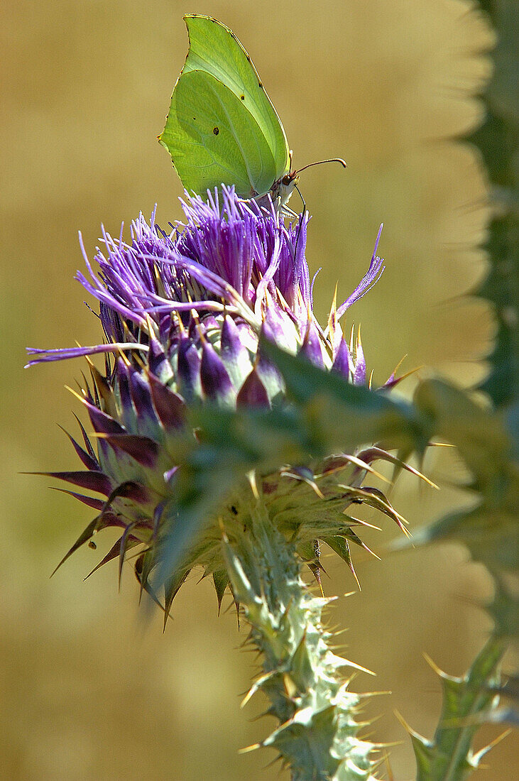 Brimstone Butterfly (Gonepteryx rhamni), Torcal de Antequera Natural Park. Málaga province, Andalusia, Spain