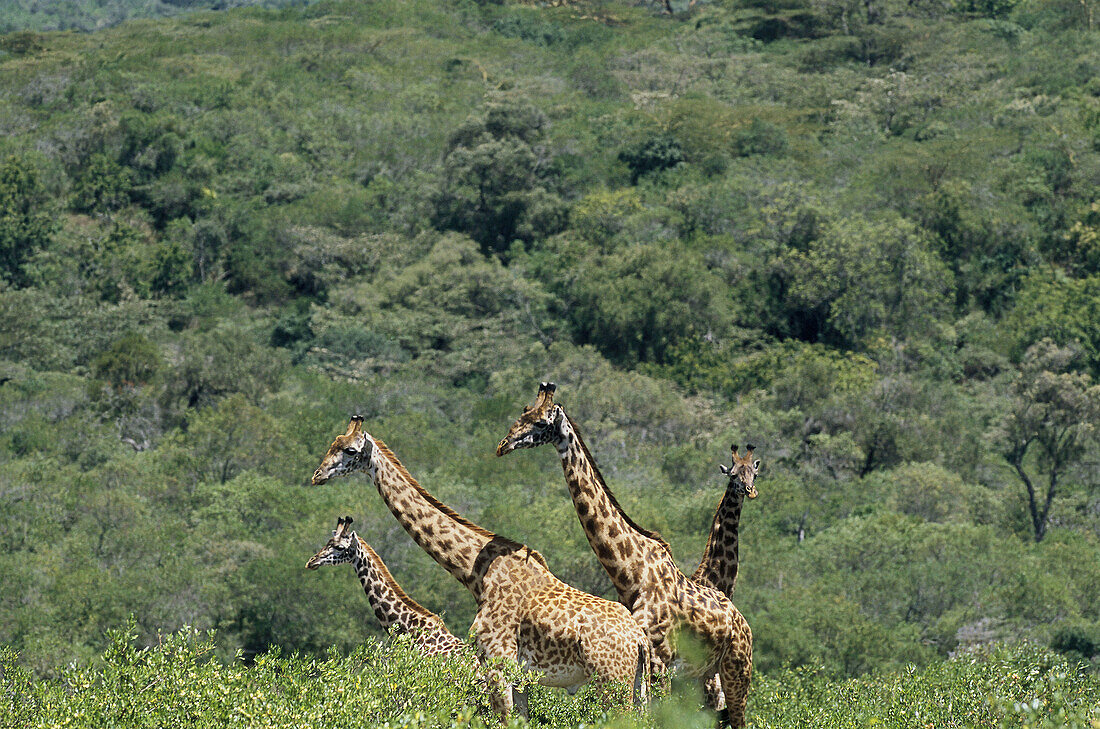 Giraffe (Giraffa camelopardalis). Arusha national park. Tanzania. Africa.